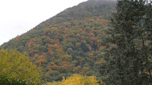 Mountain with lush forest in autumn