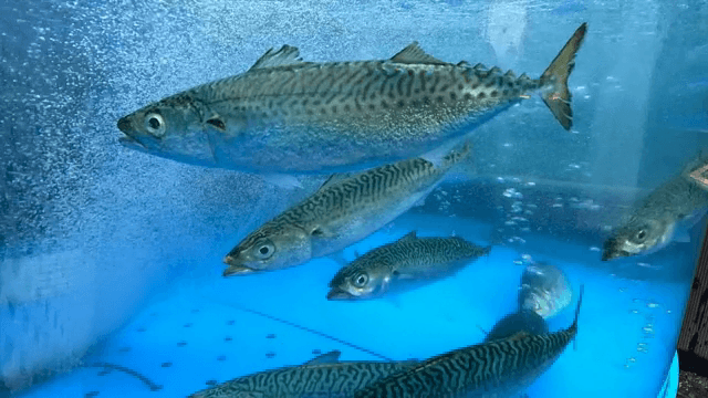 맑은 수조에서 헤엄치는 물고기