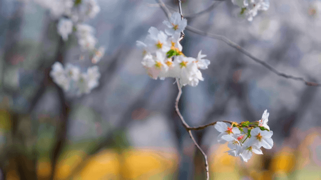 가지에 만개한 벚꽃