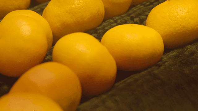 Fresh tangerines on conveyor belt