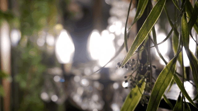 실내 샹들리에와 걸린 식물