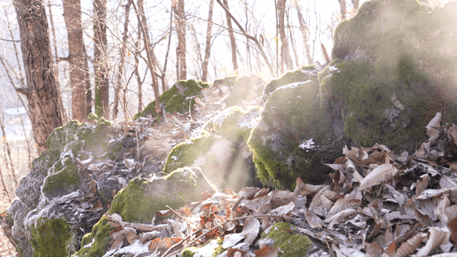 Sunlight illuminating steaming forest