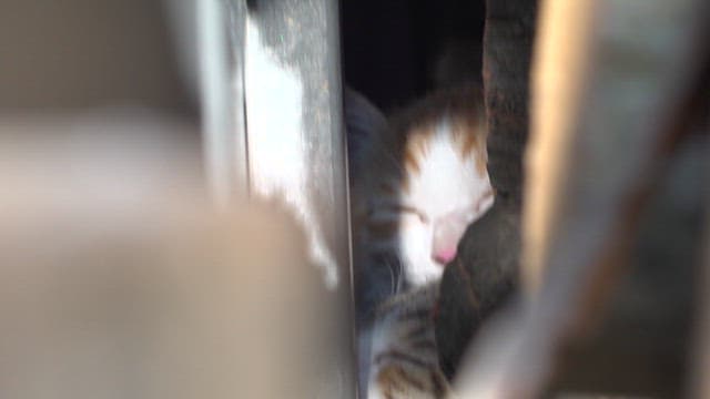 Sleeping kitten nestled between logs in daylight