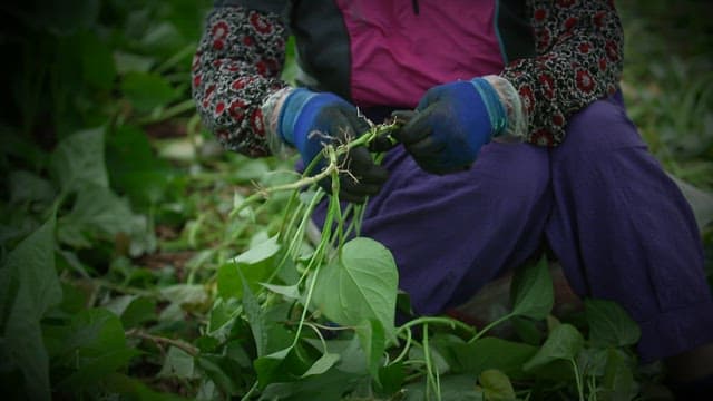 Farmer trimming sweet potato stem with gloved hands