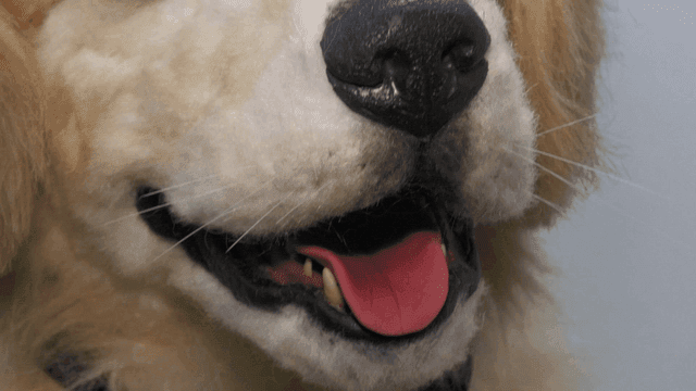 Realistic Golden Retriever doll with its tongue sticking out