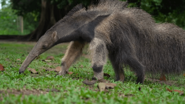 푸른 숲에서 먹이를 찾는 개미핥기
