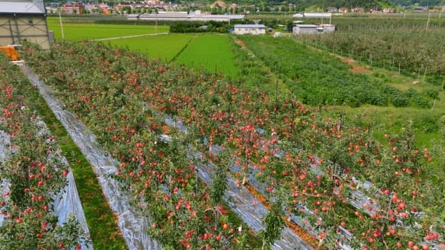 Apple orchard with red apples and green fields