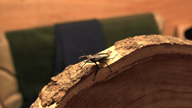 실내 나무 위의 사슴벌레