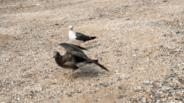 자갈 해변에 모인 갈매기들