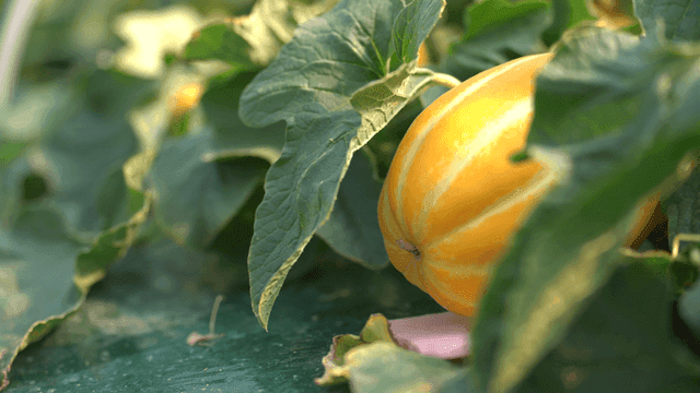 Yellow Korean melons among green leaves