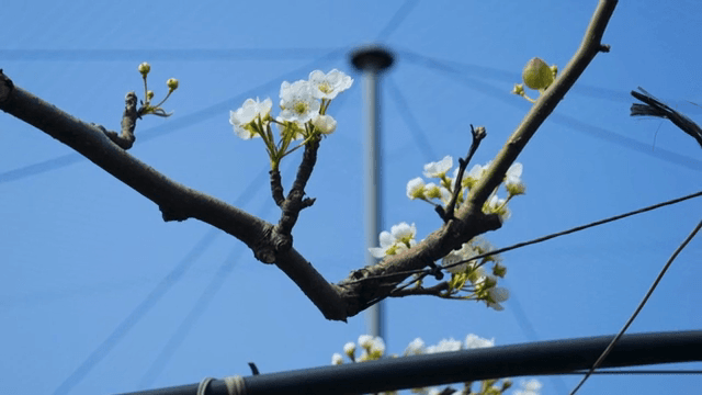 맑은 하늘 아래 꽃이 핀 나뭇가지