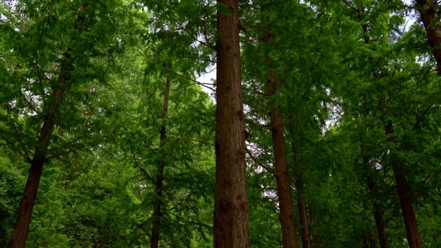 Serene forest with towering trees