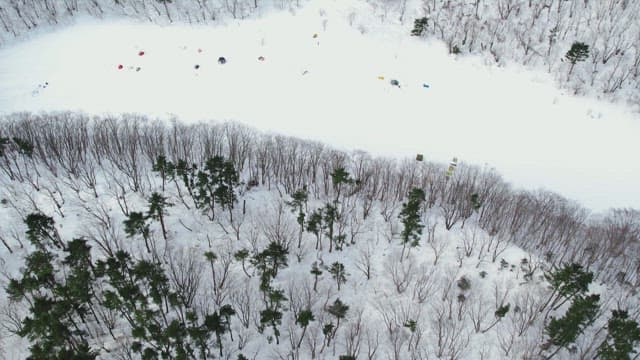 Desolate Tree Forest Covered with Snow in Winter