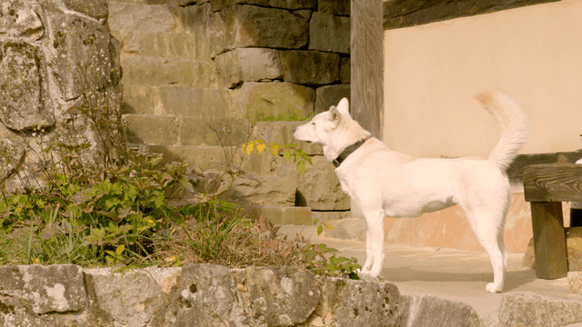 White dog standing next to stone steps