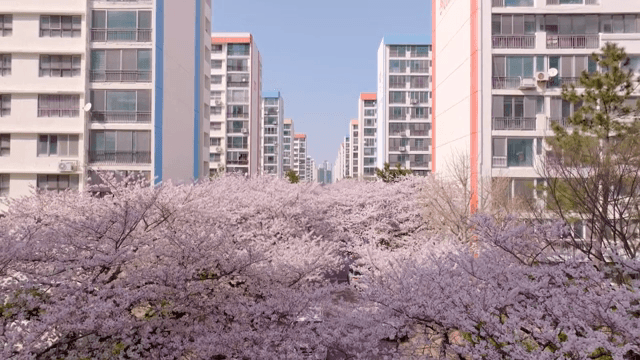 아파트 사이의 벚꽃