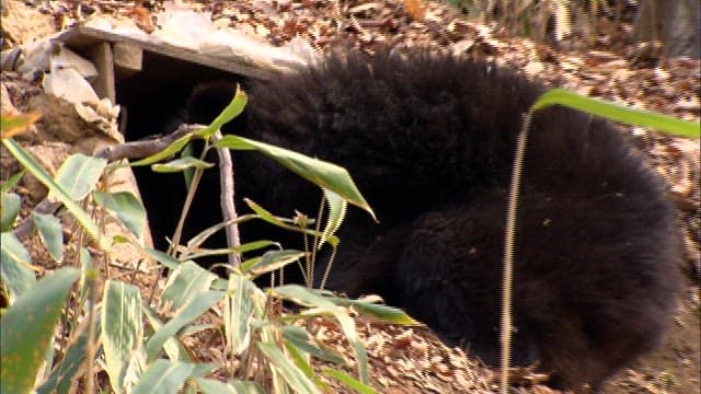 Bear in its Natural Habitat in the Forest