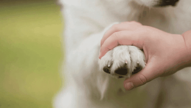 개의 발을 부드럽게 잡고 있는 아이의 손