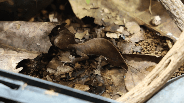 Leaf-tailed geckos camouflaged among fallen leaves