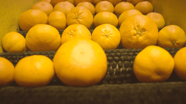 Tangerines rotating on conveyor belt at factory