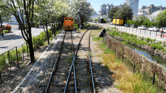 Train running on railway lined with Korean white lilac trees
