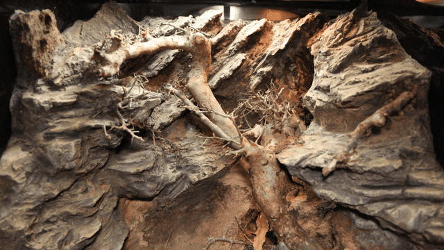Rock surface with dry branches