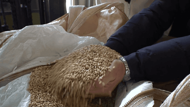 Hands holding and examining grains