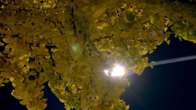 Yellow leaves illuminated by streetlight