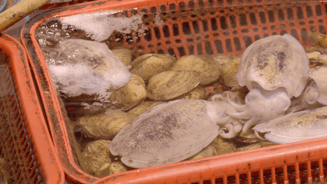 Fresh cuttlefish and clams in a basket