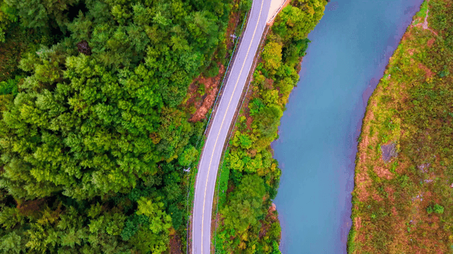 Winding road through green forest