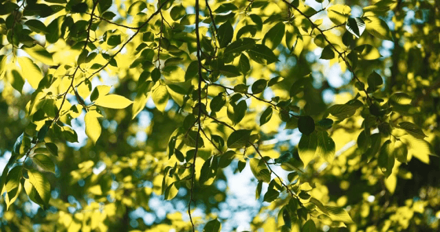 Sunlight filtering through green leaves