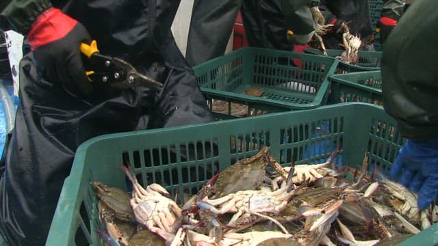 Workers Sorting Freshly Caught Crabs