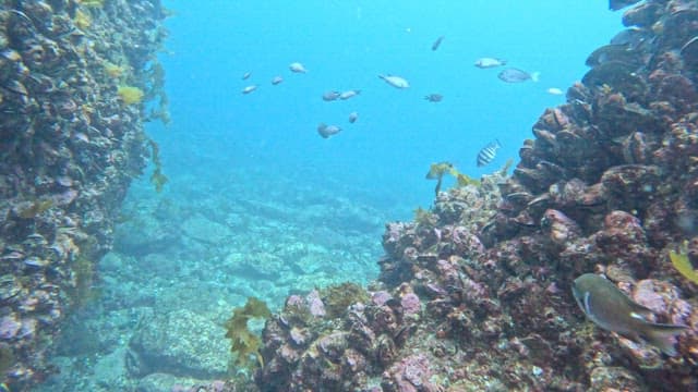 Underwater scene with fish and coral