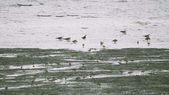Various birds foraging on the coastal tidal flat