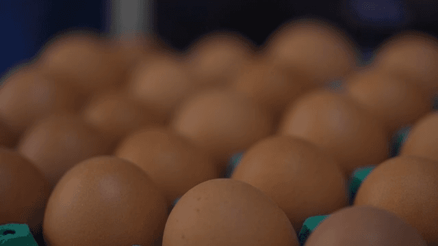계란이 정렬된 상자