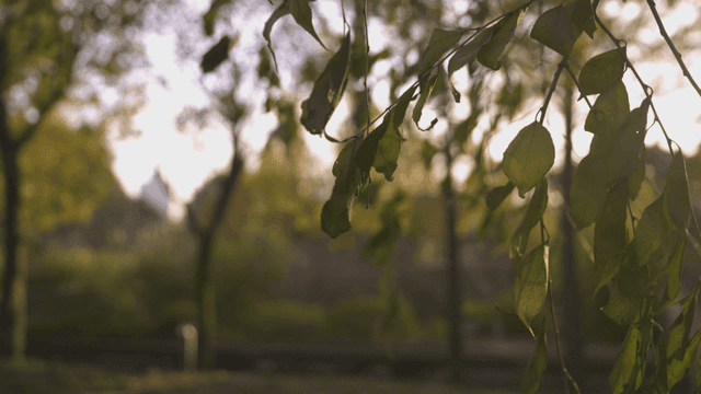 바람에 흔들리는 나뭇잎