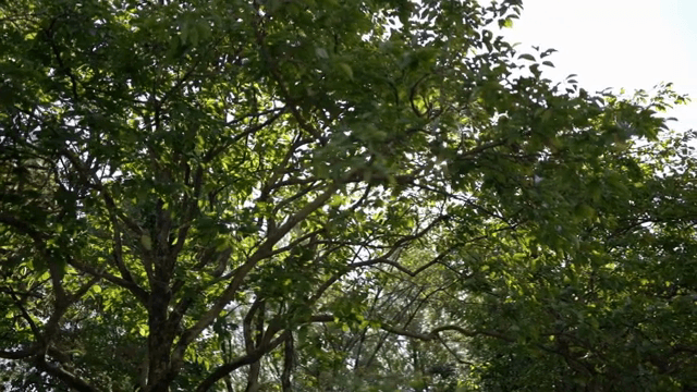 푸른 나무 사이로 비치는 햇빛