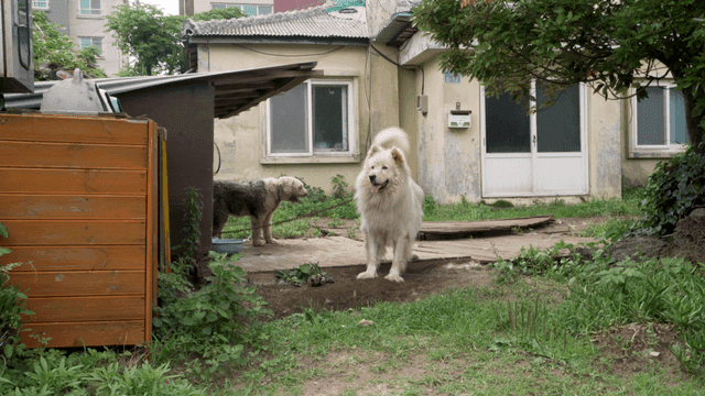 Two dogs in a yard of an old house