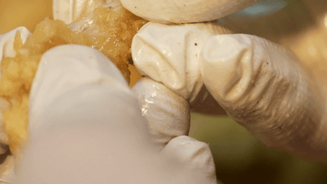 Sweet and sour pork that tears apart with gloved hands