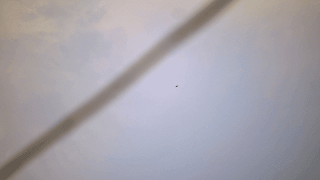 Birds flying in the cloudy sky