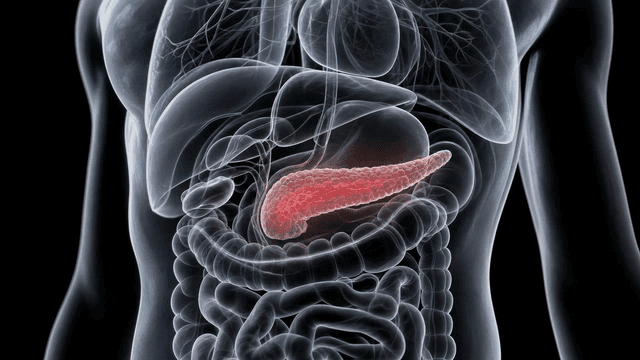 Human anatomy highlighting the pancreas