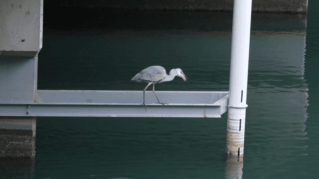 Heron catching fish in river