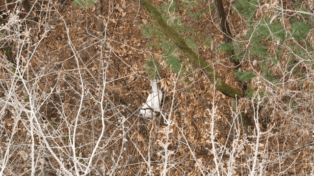 White deer resting in forest