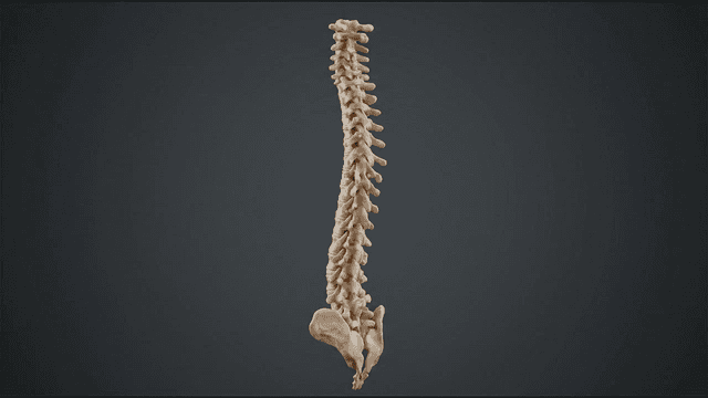 Detailed view of human spine