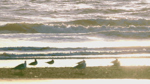 도요새들이 쉬고 파도와 햇빛이 비치는 해변