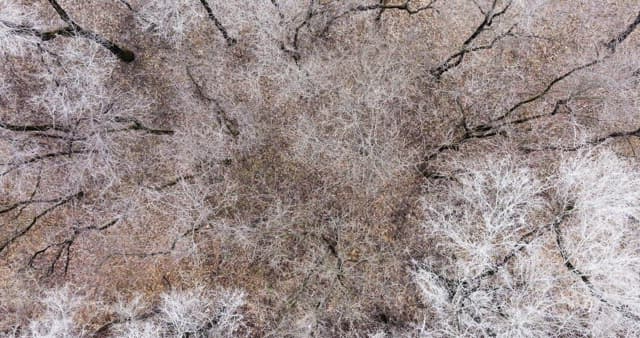 나뭇잎이 없는 겨울 나목으로 가득해 황량한 눈 덮인 숲