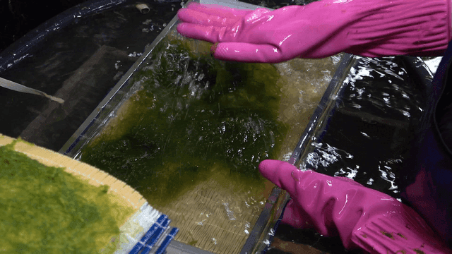Seaweed being processed in water