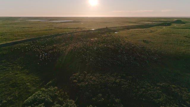 Sunset over a serene landscape with sheep herd