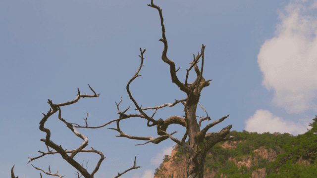 맑은 하늘 아래 메마른 나무