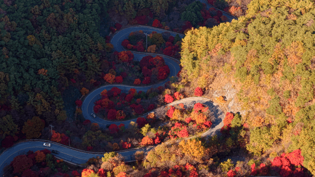 가을 숲을 가로지르는 곡선형 도로