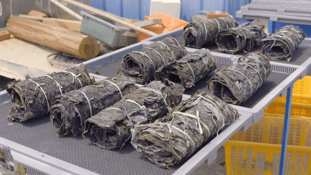 Bundles of dried seaweed on trays